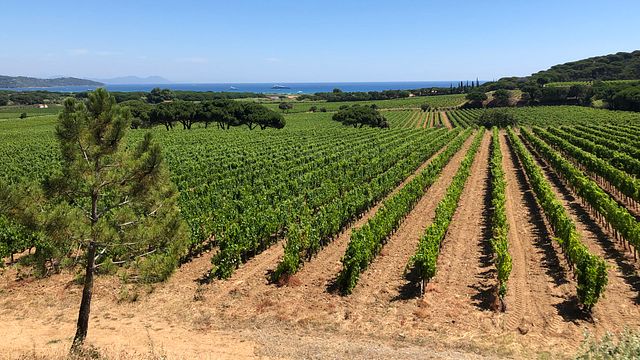 Sonia Ferchaud, Wine Guide around Saint-Tropez