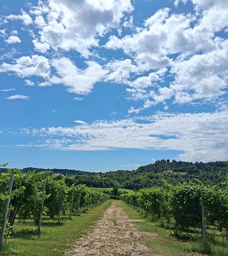 Degustação de vinhos premium e tour em Moretvini