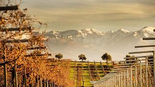 Nic Tartaglia Winery