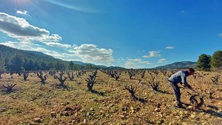Bodegas Lavia