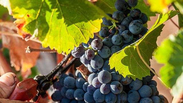 GAFFINO - Vigneti e Cantina