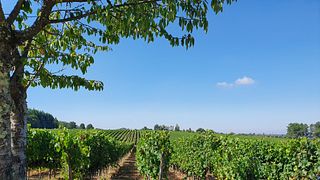 Prova de Vinhos e Queijos Madre de Água
