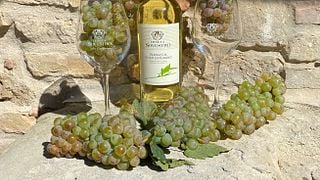 Weinprobe in San Gimignano