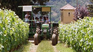 Dégustation et visite des vins de la cave Troupis