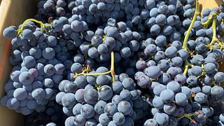 Gil Berzal Dégustation de vins à la Bodega Gil Berzal de Laguardia