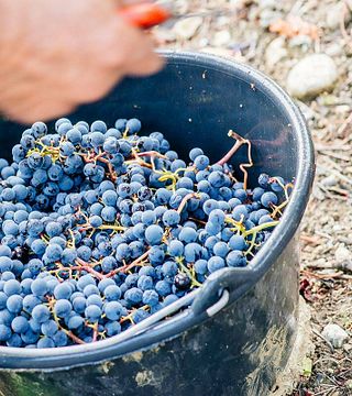 Vinprovning och rundtur på Domaine Girard