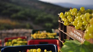 « Goûtez la vraie Crète » Dégustation et visite au Domaine Paterianakis