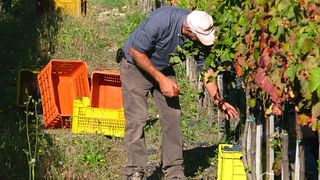 Dégustation et visite de vins chez Stefania Barbot