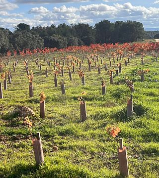 Territorio Luthier Winery