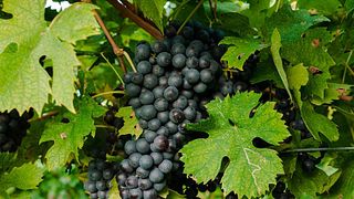 Dégustation de vins et visite chez Il Pignetto