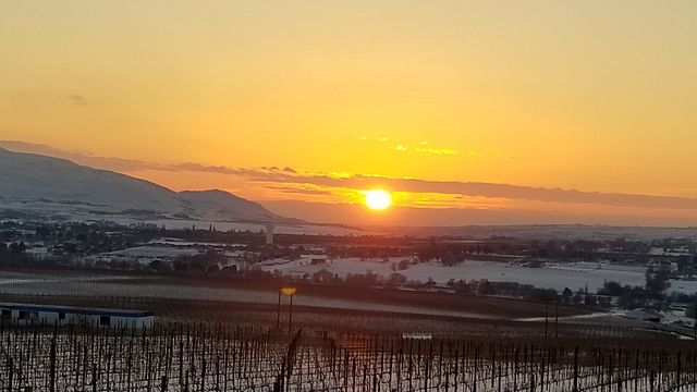 Cata de vinos y visita guiada en Hamilton Cellars