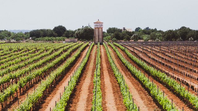 Bodegas José L. Ferrer