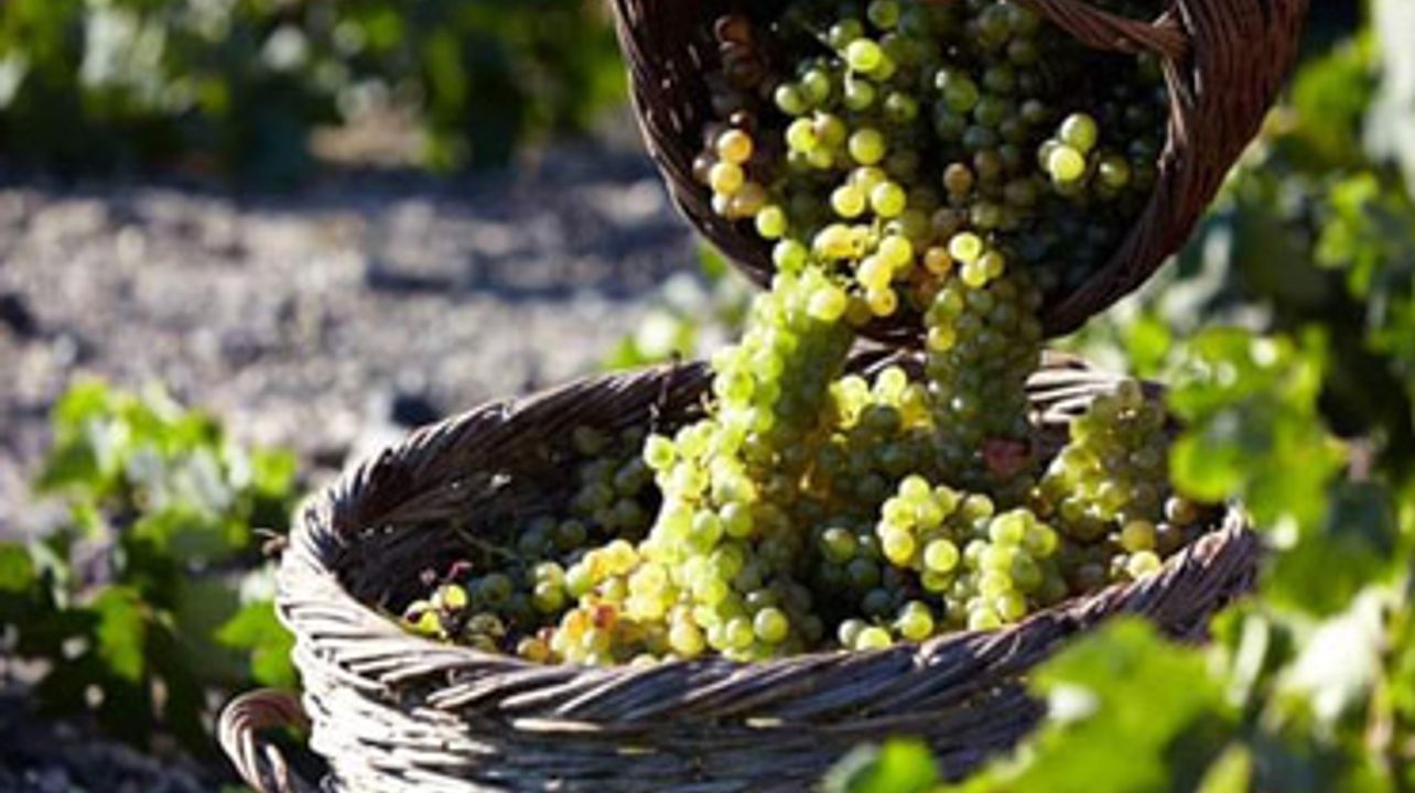 Descubra o Vinho! Degustação de Vinhos e Tour de Vinhedos em Santorini