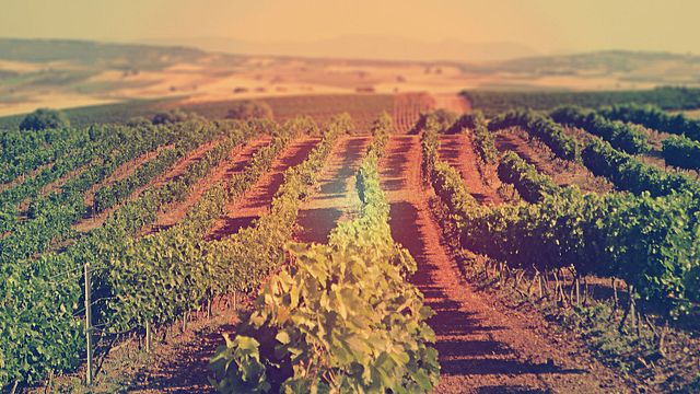 Degustação de vinhos simples na vinícola Gikas