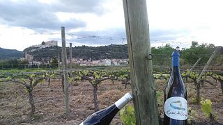 Celler Pedrola