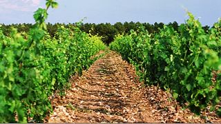 Degustazione di vini e tour alle Bodegas Navaltallar
