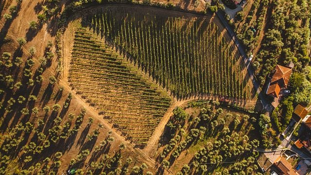 Tastes in the Field | Tenuta Querciamatta