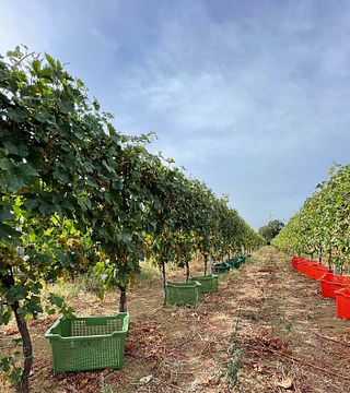 Cata de vinos y visita a la bodega Casale Vallechiesa