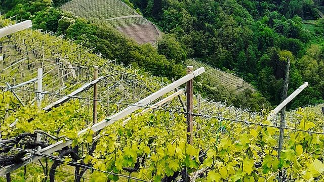 Zanotelli Winery