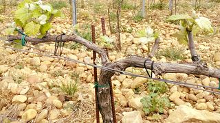 Dégustation de vins au Domaine Saint Laurent