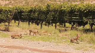 Chañarmuyo Winery