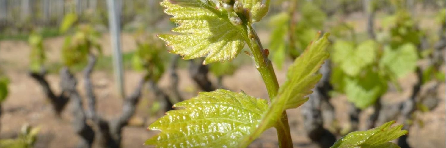 Domaine du "Tane" - A part of the vine