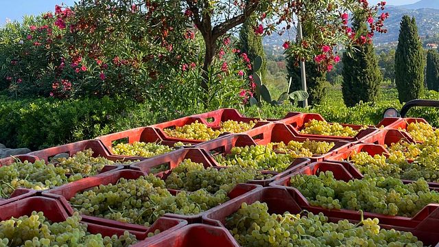 Il classico – Weingutbesichtigung und Weinprobe