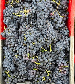 Prinz Salm Winery