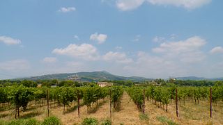 Degustação de vinhos e tour na Tenuta Vignega