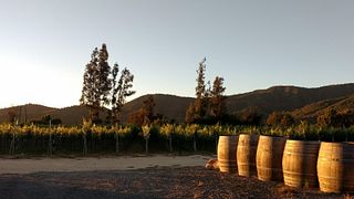 Attilio & Mochi Winery