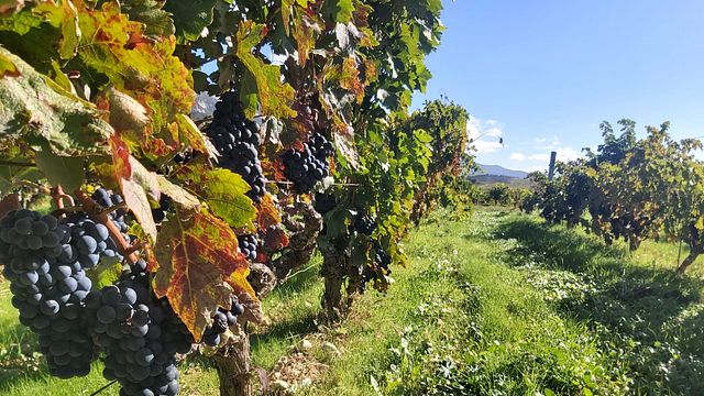 Visita guiada às Bodegas JF Iradier