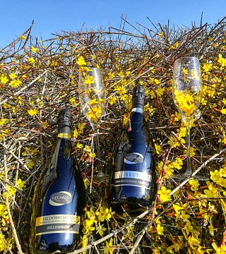 Degustazione di vini e visita presso l'Azienda Agricola Riccardo
