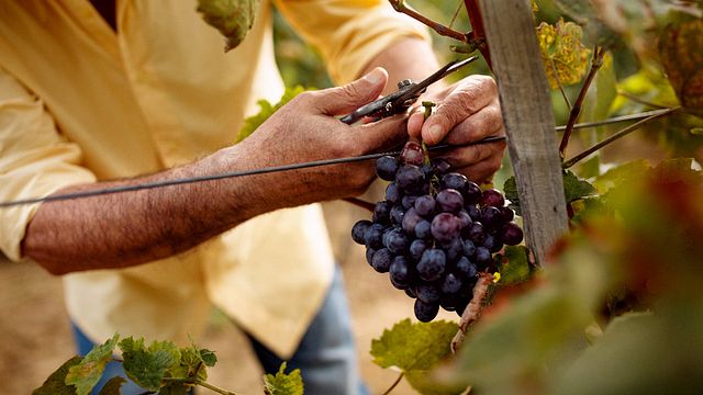 Azienda agricola Trevisani 