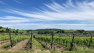 Cosecha y Vino en Azienda Agricola Purovino