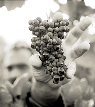 Exklusive Weinprobe bei Champagne Collery