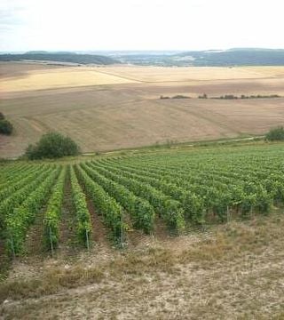 Vinprovning och rundtur på Domaine Gillon Frères