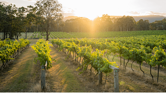 Premium Wine Tasting