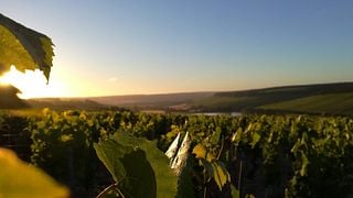 Burgundy Bliss: Chablis Tasting & Vineyard Tour