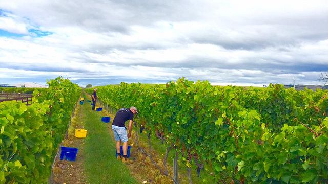 Vinprovning och rundtur på Moana Park Winery