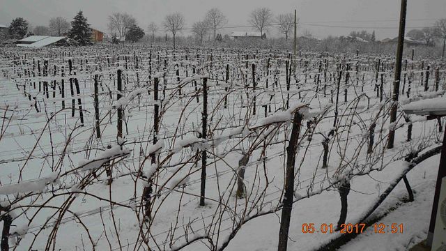 Cantina Del Barone