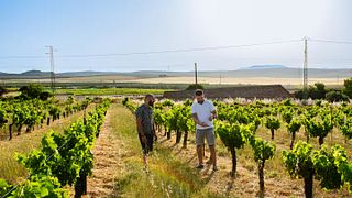 Excursão de vinhos orgânicos e azeite saindo de Málaga com tapas.