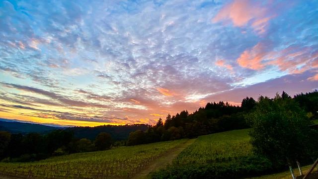 Dégustation et visite de vins haut de gamme à Youngberg Hill