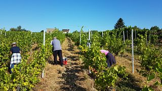 Degustação de vinhos e tour com o enólogo no Domaine L&R Kox