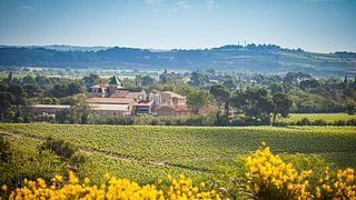 Visite Guidée de la Vigne au Verre