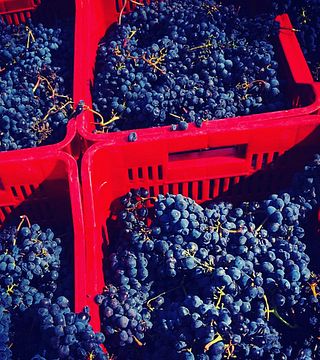Weinprobe und Führung in der Azienda Agricola Poggio Nibbiale