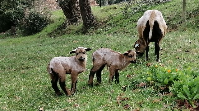 Degustação de vinhos em barris (AOP branco Limoux) e tour no Domaine de Treille