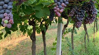 La Pesenata - Fazenda Biodinâmica e Degustação de Vinhos Naturais em Vinhedo