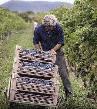 Cata de vinos y visita guiada en Dalle Ore