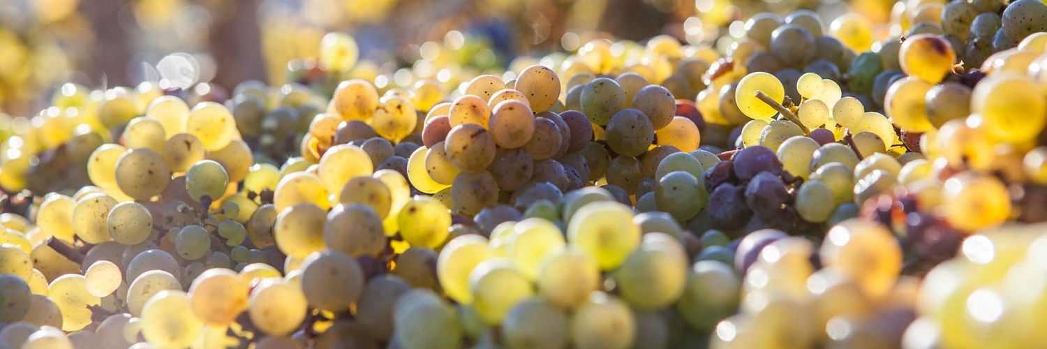 weingut peter lauer - harvest