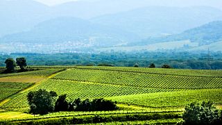 Weingut Bärmann